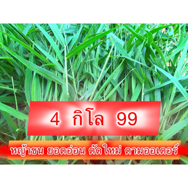 หญ้าขนสดๆ 4 กิโล 99 บาท ยอดอ่อน ตัดตามออเดอร์ ธรรมชาติ ไร้สารพิษ 100% ขอบคุณทุกออเดอร์ครับ 🥰