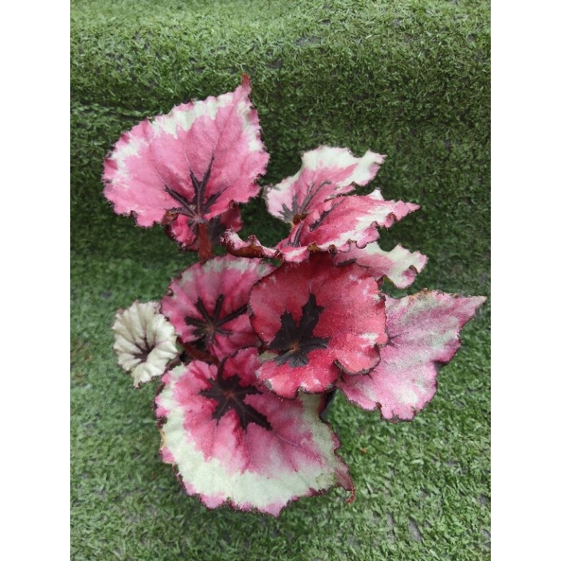 ต้นบีโกเนีย Rex Miami Storm [ Begonia  Rex Miami Storm ] ไม้ในกระถาง4"