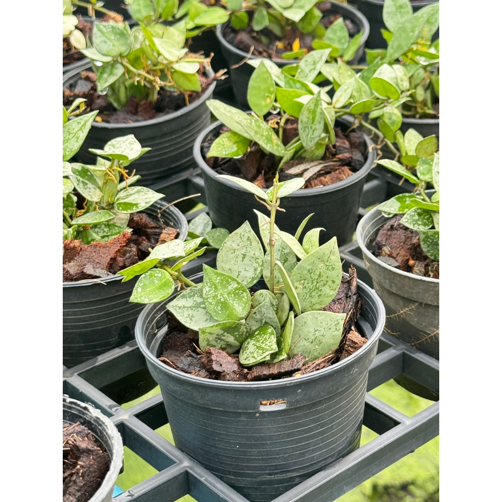 มุมมอง 2