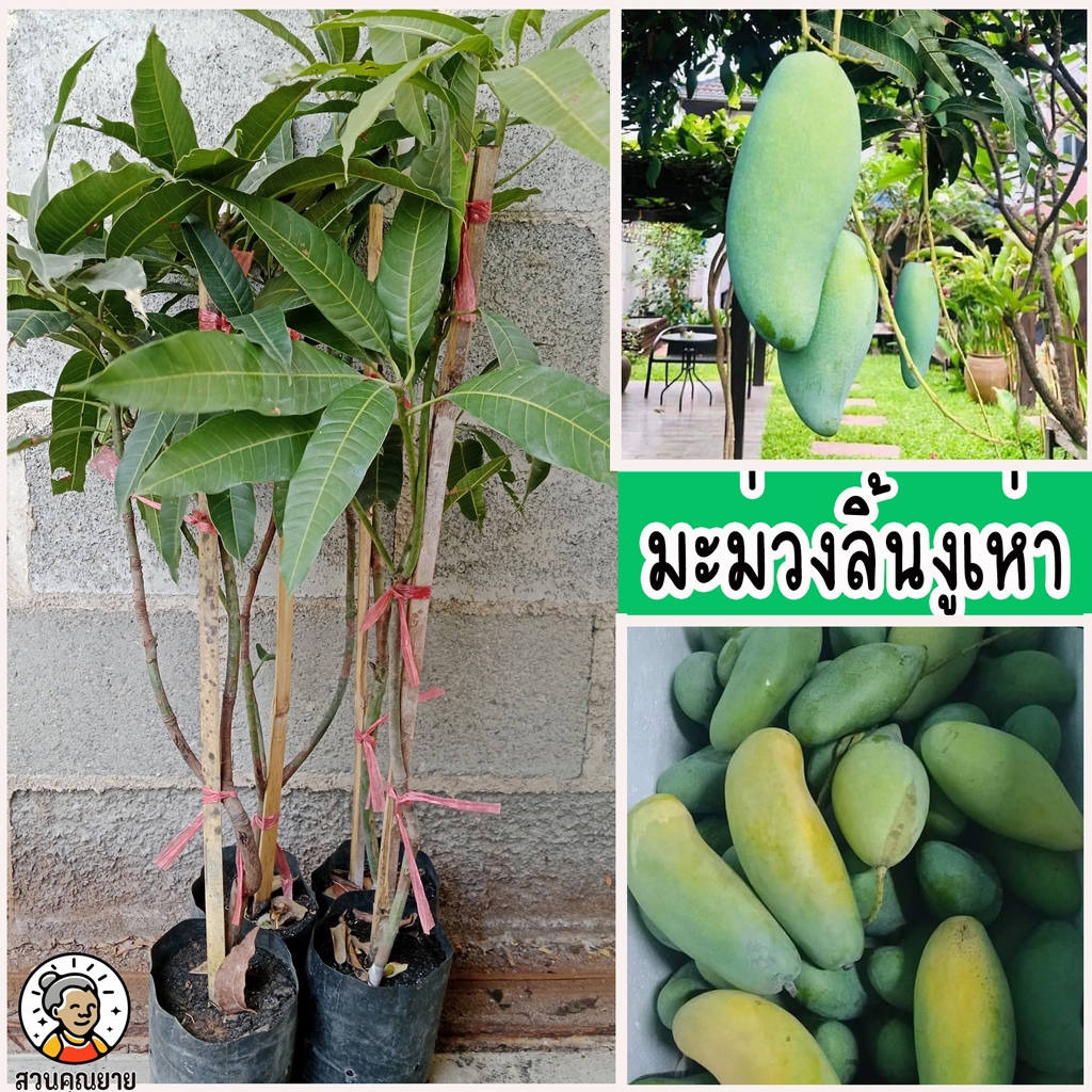 ต้นมะม่วงลิ้นงูเห่า ขนาด 65-100 ซม.เป็นพันธุ์ไทยโบราณเมล็ดลีบและบาง เนื้อเยอะ ผลดิบรสเปรี้ยวจัด