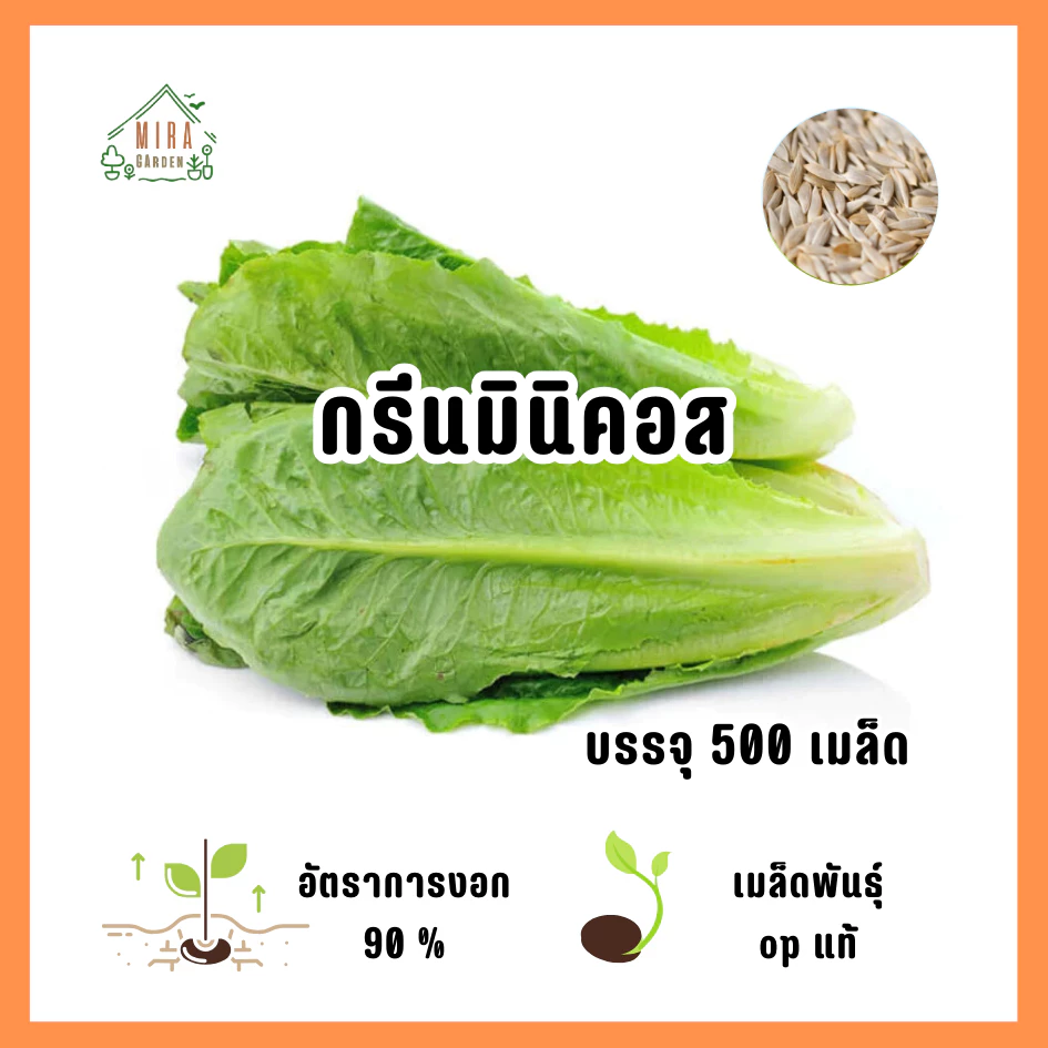 เมล็ดพันธุ์ กรีนมินิคอส บรรจุ 500 เมล็ด