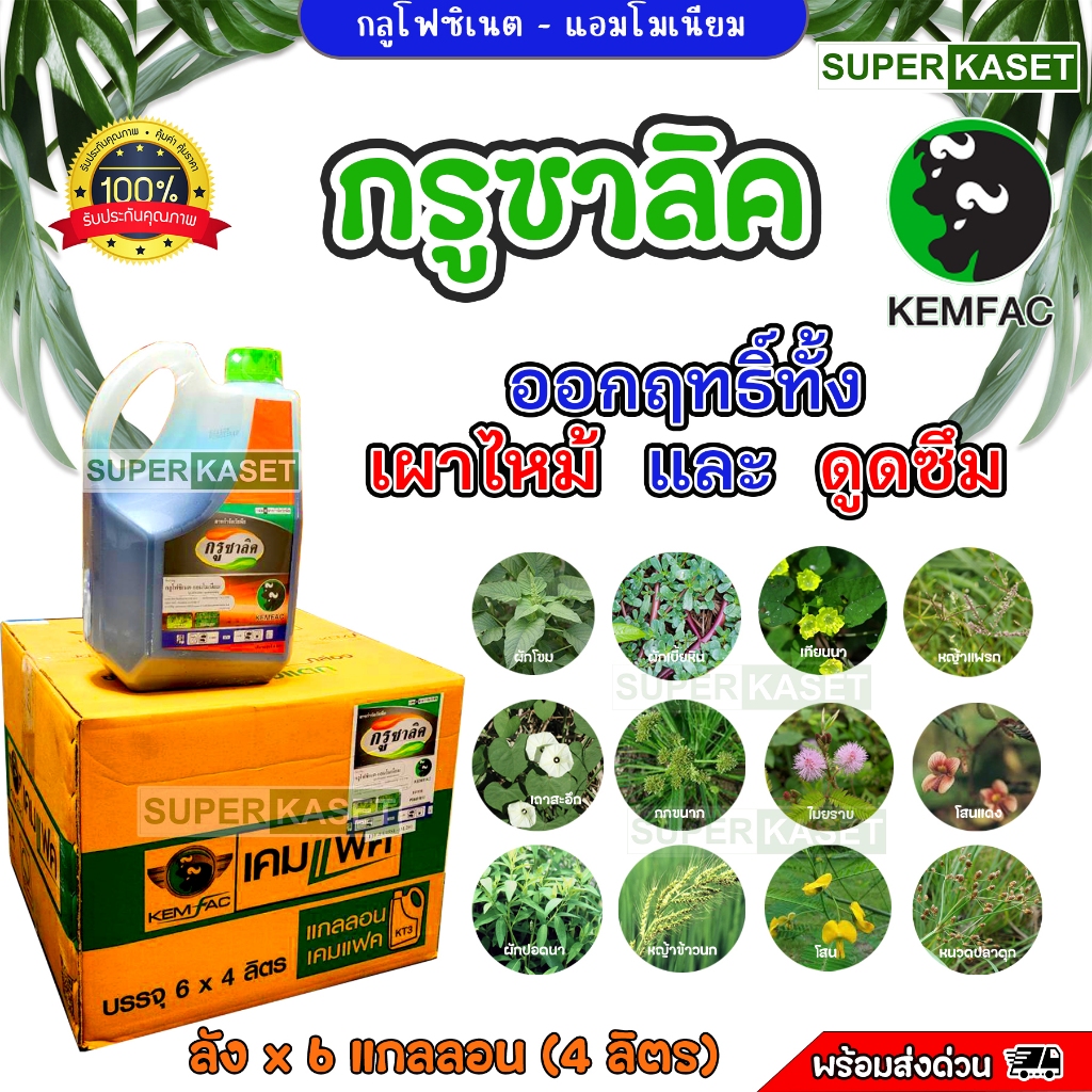 กลูโฟซิเนต-แอมโมเนียม (ลัง) สารกำจัดวัชพืช ทั้งใบแคบและใบกว้าง หญ้าปากควาย วัชพืชตายยาก เผาไหม้และดูดซึมในตัวเดียวกัน