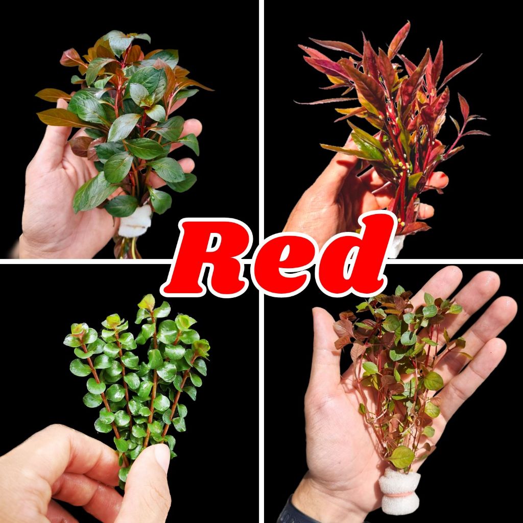 ชุดไม้น้ำ 'แดง' - 'Red' set aquatic plant ต้นไม้น้ำ