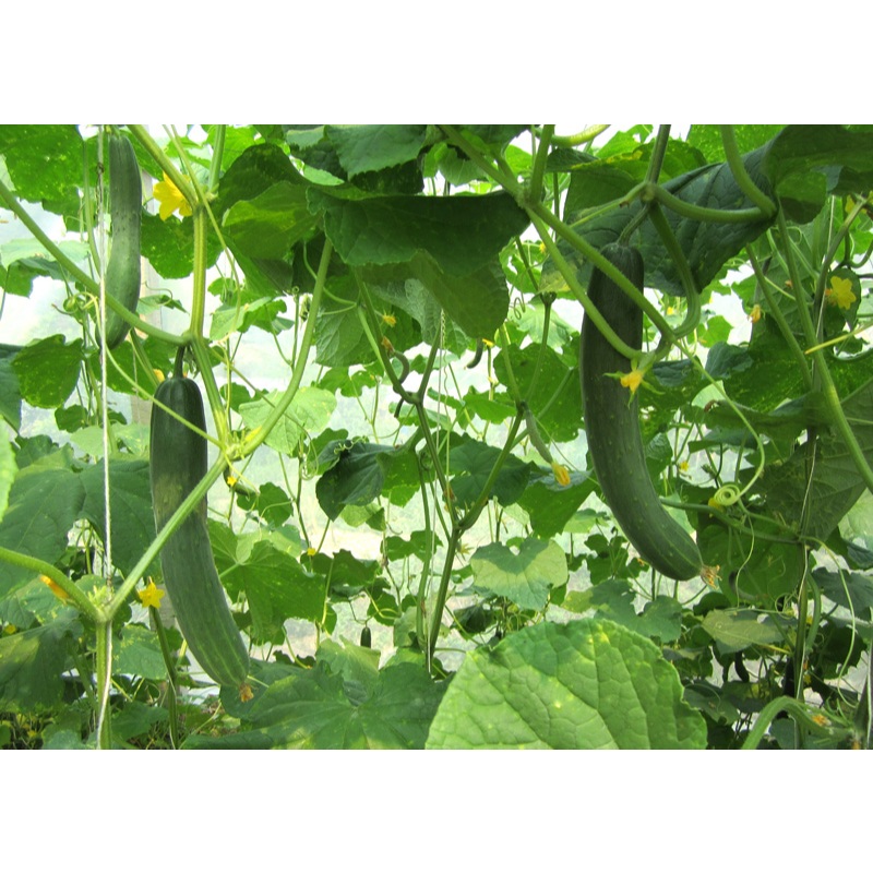 ต้นกล้า แตงกวาญี่ปุ่น Japanese Cucumber พร้อมปลูก ต้นละ 12 บาท