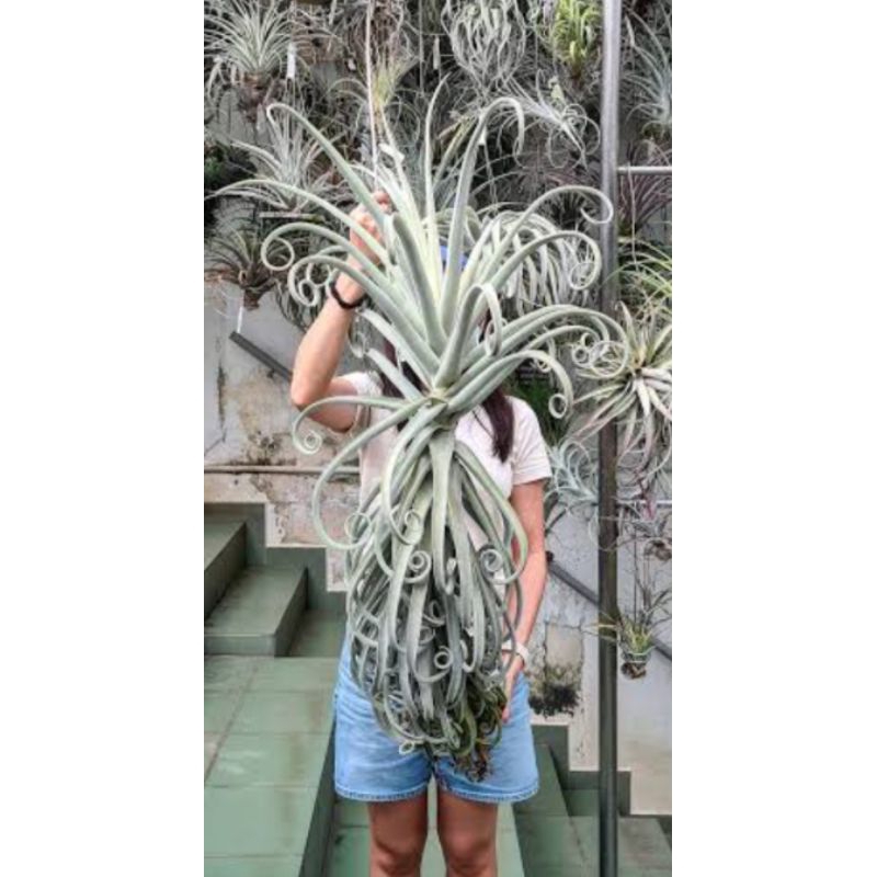 [ขายหน่อ] Tillandsia duratii ทิลแลนด์เซีย ดูราทิอาย ไม้รากอากาศ airplant สับปะรดอากาศ แคคตัส สับปะรด