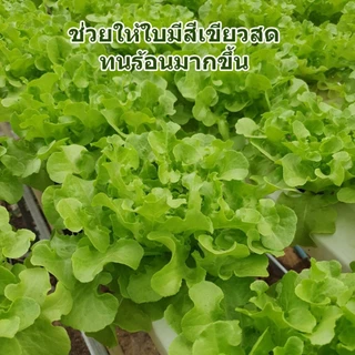 แคลเซียมโบรอน ขนาด 1 ลิตร สูตรเพิ่มธาตุอาหาร และพลังงาน ช่วยทนร้อน ใบเขียว ผลดก ขั้วเหนียว ลดการหลุดร่วงของผล ต้นสมบ