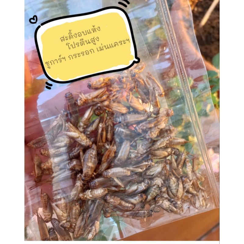อาหารสัตว์เล็ก สะดิ้งอบแห้งโปรตีนสูง นน.10 กรัม