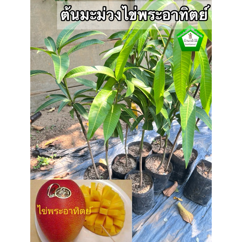 ต้นมะม่วงไข่พระอาทิตย์ ต้นแข็งแรง ระหว่างขนส่งสินค้าเสียหาย ทางร้านรับผิดชอบทุกรณี