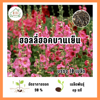 เมล็ดพันธุ์ ดอกฮอลลี่ฮอคสีบานเย็น บรรจุ 10 เมล็ด