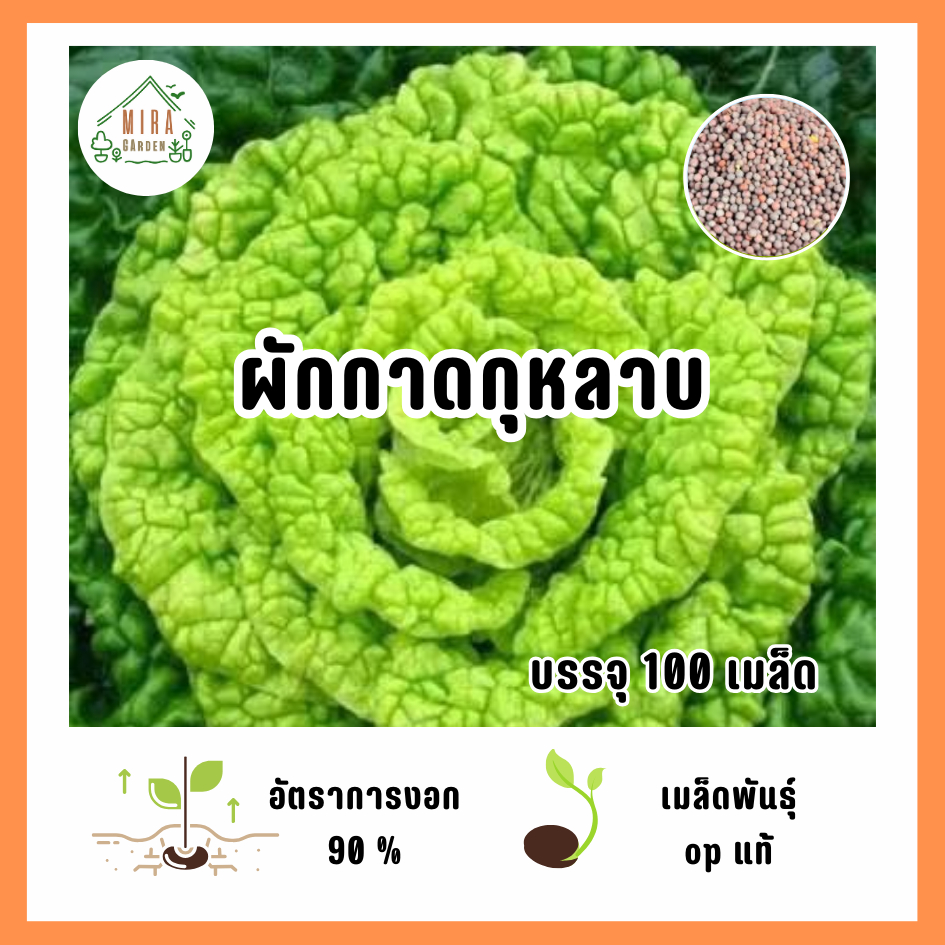 เมล็ดพันธุ์ ผักกาดกุหลาบ บรรจุ 100 เมล็ด
