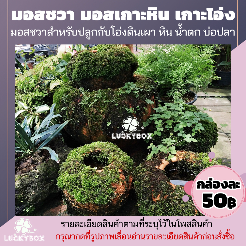 มอสเกาะโอ่งดินเผา มอสชวา สำหรับปลูกเกาะโอ่ง เกาะหินน้ำตก กล่องละ 50 บาท