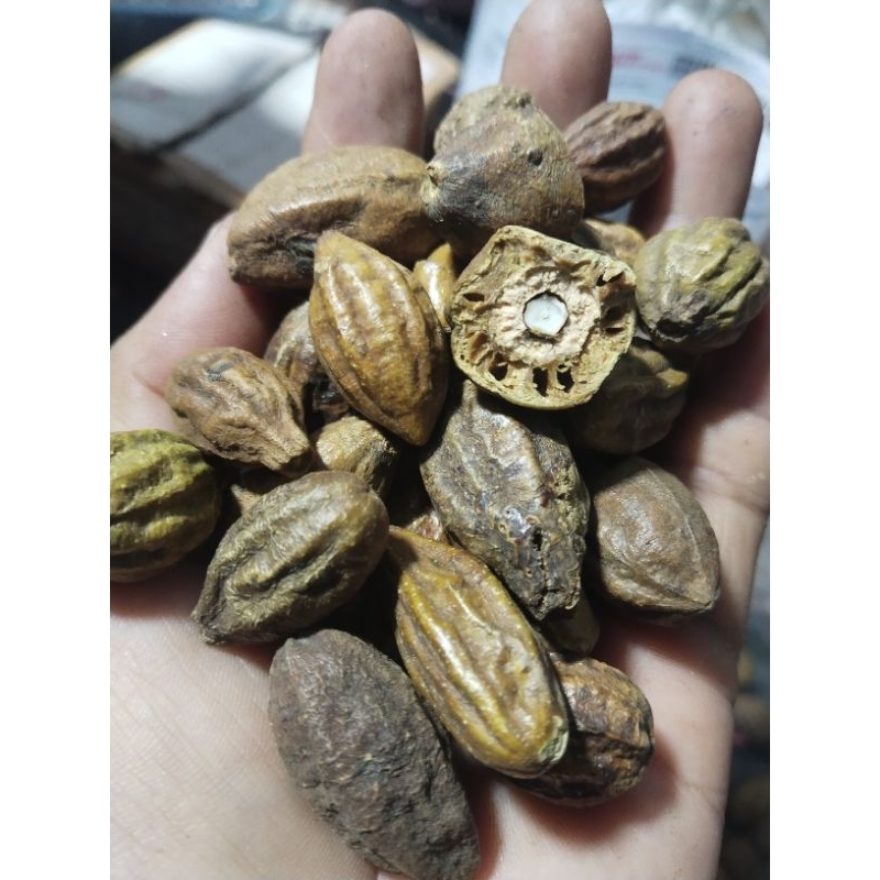 สมอเทศ ขายเมล็ดพันธุ์ 1 ชุด 25เมล็ด 50 บาท(สำหรับปลูกหรือจะรับประทานก็ได้)