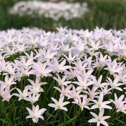 20 หัว ดอกบัวดินสีขาว Zephyranthes minuta ว่านขุนแผนสะกดทัพ เป็นพืชในวงศ์ Amaryllidaceae