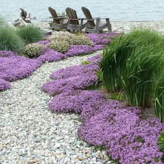 ไทม์เลื้อย thymus serpyllum creeping thyme สีม่วง 100 เมล็ด