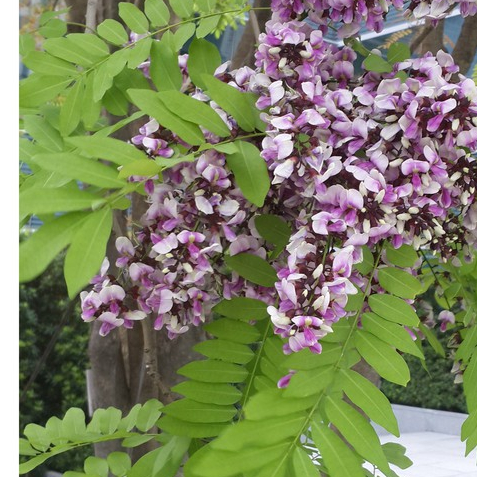 30 เมล็ด เมล็ดพันธุ์ กระพี้จั่น Millettia brandisiana จั่น พี้จั่น ตามดแดง พรรณไม้ดอกสีม่วง