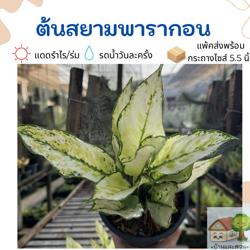 สยามพารากอน อโกลนีมาใบด่างเหลืองขาว จัดส่งพร้อมกระถางขนาด 5.5 นิ้ว