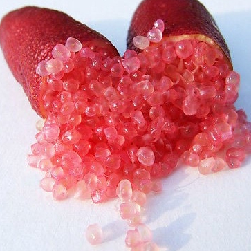 ต้นมะนาวนิ้วมือ มะนาวคาเวียร์ Finger lime พันธุ์ PINK ICE ลำต้นสูง 30 ซม