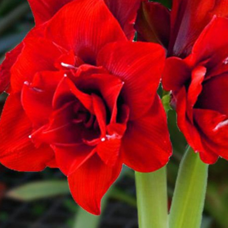ว่านสีทิศ Amaryllis Double King 1หัว ว่านสี่ทิศสีแดง ดอกซ้อนสีแดงสด