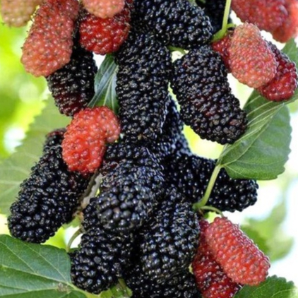 ต้นหม่อน มัลเบอร์รี่ (mulberry) ดำตุรกี ออสตุรกี หวานอร่อย ลูกใหญ่ ลำต้นสูง 50-60 ซม