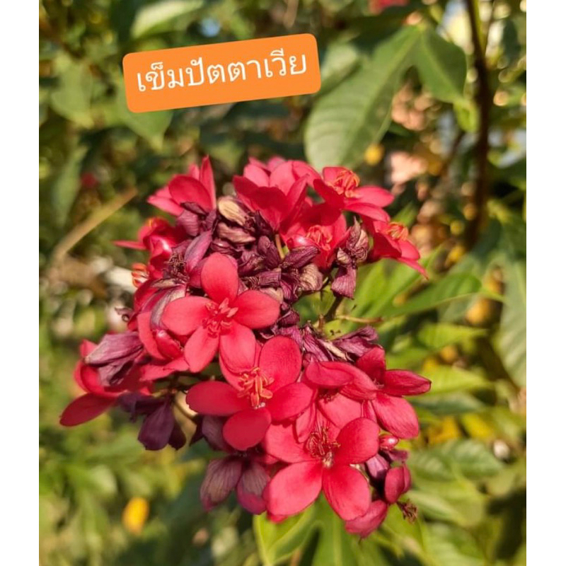 ดอกเข็มปัตตาเวียสีแดงหายาก1ต้นถุงดำไม้ดอกประดับ