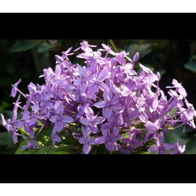 เข็มสีม่วงหายากมาก1ต้นถุงดำไม้ประดับมงคล