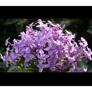 เข็มสีม่วงหายากมาก1ต้นถุงดำไม้ประดับมงคล