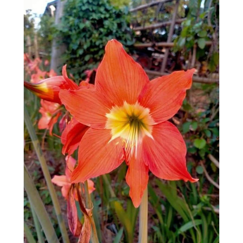 ว่านสี่ทิศสีส้มไข่ดาวหายาก1ต้นถุงดำ