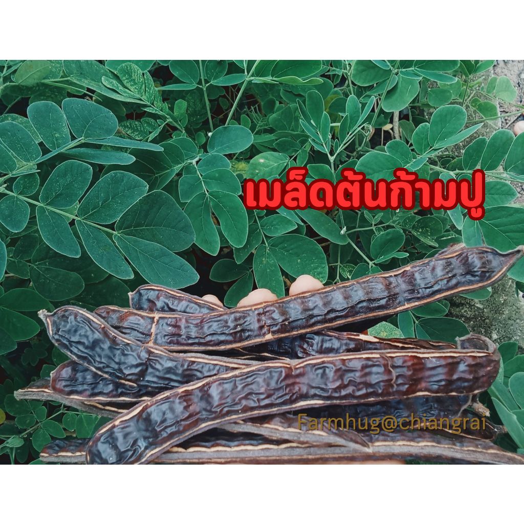 เมล็ดจามจุรี ก้ามปู ฉำฉา ฟรี!!! คู่มือเพาะ รับประกันงอกทุกเมล็ด
