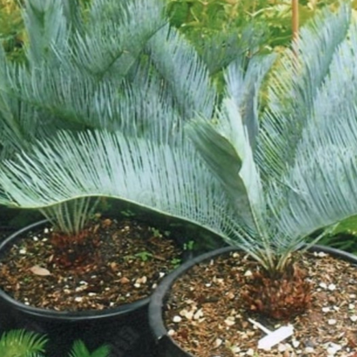 หัวหน่อปรงนา (ต่อหัว) Cycas siamensis ขนาด 23-29 เซนติเมตร