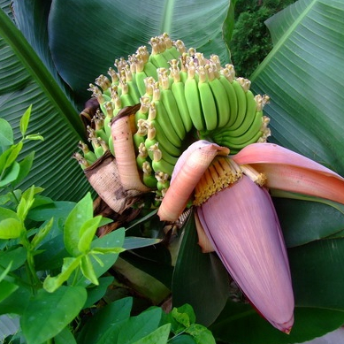 ต้นกล้วยหอมแคระ (เพาะเนื้อเยื่อ) กล้วยแคระ สามารถปลูกในกระถางได้ จัดส่งพร้อมกระถาง 4 นิ้ว ความสูงของต้น 7-15 ซม.พร้อมส่ง