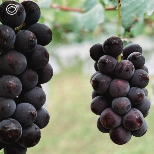 ต้นองุ่น พันธุ์ เคียวโฮ (Kyoho grape) เป็นองุ่นสายพันธุ์ที่ได้รับความนิยมอย่างมากในประเทศญี่ปุ่น ผลองุ่นมีสีม่วงดำ