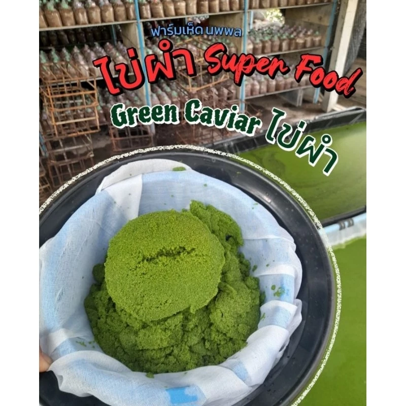ไข่ผำ จากฟาร์มเพาะเลี้ยงขยายพันธุ์ได้ 500 กรัม
