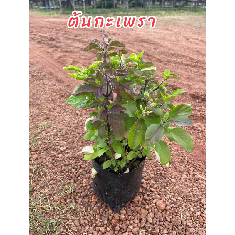 ต้นกระเพราแดง ใบมีกลิ่นหอมแรง ใช้ประกอบอาหารมีสรรพคุณหลากหลาย