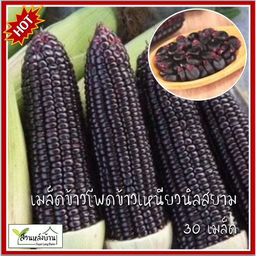 30 เมล็ด ข้าวโพดข้าวเหนียวนิลสยาม เมล็ดข้าวโพดข้าวเหนียวนิลสยาม