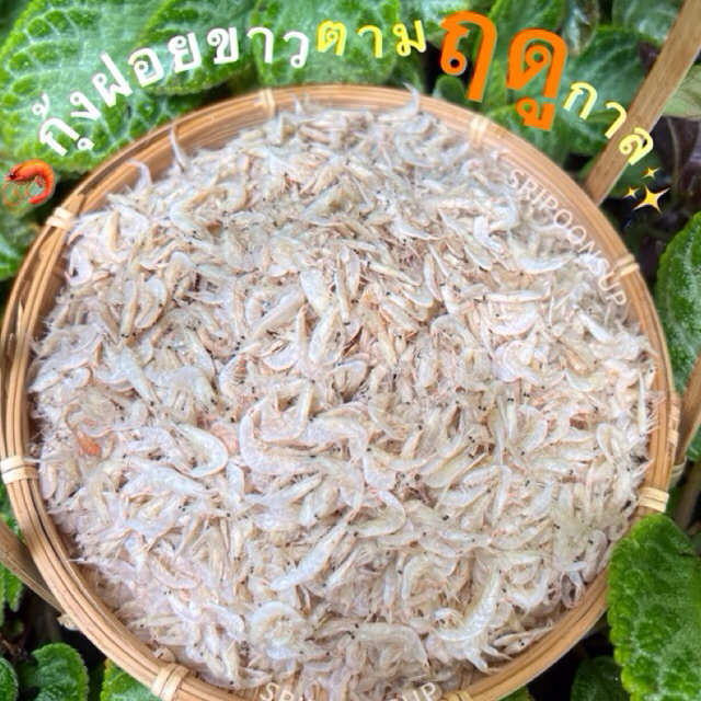 🦐 กุ้งฝอยขาวไซส์ใหญ่** ตามฤดูกาล**🌞 แบ่งขาย 500g/1Kg || SRIPOONSUP