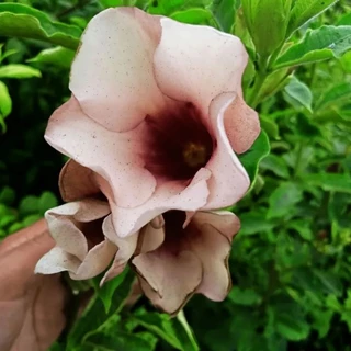 บานบุรีสีชมพูโอรส1ต้นถุงดำเป็นสีที่หายากไม้ประดับ