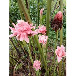 ดาหลาสีชมพู1หน่อขนาดเล็กขุดสดไม้ประดับ