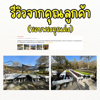 ถุงรองกล่องโฟม ถุงรองกล่องโฟมปลูกผักไฮโดรโปนิกส์ (**สีขาว**) แพค 1 กิโลกรัม (**25-27 ใบ**) หนา เหนียว ใช้ซ้ำได้หลายรอบ