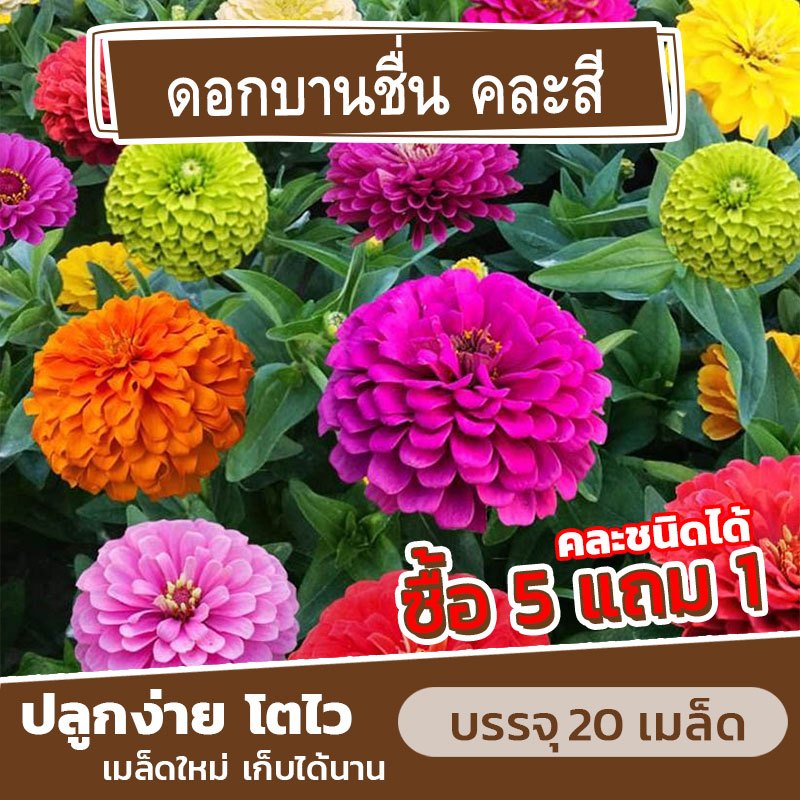 เมล็ดพันธุ์ ดอกบานชื่น คละสี แบ่งขาย 20 เมล็ด (ซื้อ 5 แถม 1) คละชนิดได้