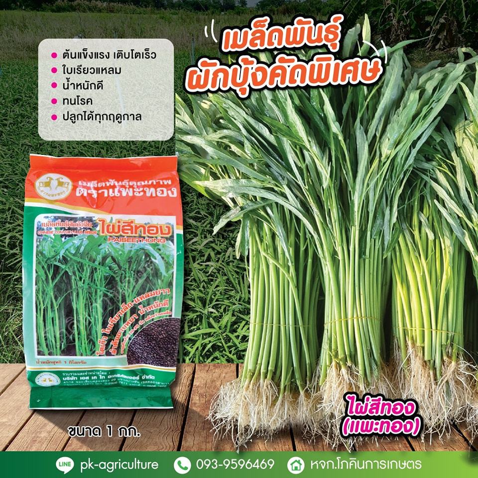 เมล็ดพันธุ์ผักบุ้งจีน ไผ่สีทอง ขนาด 1 กก.