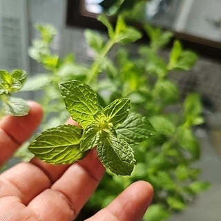 เปเปอร์มิ้นท์📌ถูกที่สุด 15บ.📌 Peppermint50- 200 เมล็ด🌼ปลูกง่าย💐กลิ่นหอมสดชื่น🔥สมุนไพรฝรั่ง