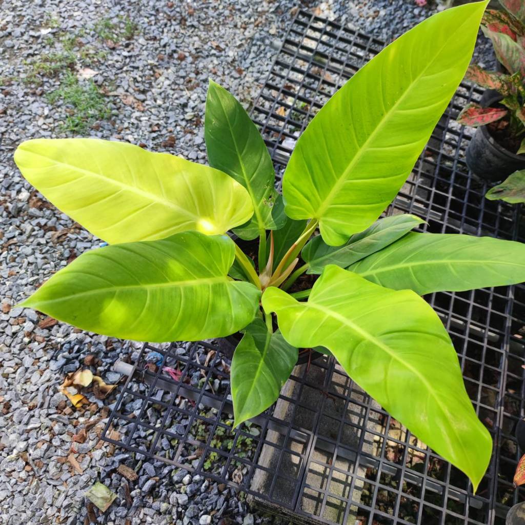 เศรษฐีรวยทรัพย์สีทอง ไม้มงคล Philodendron melinonii ghost