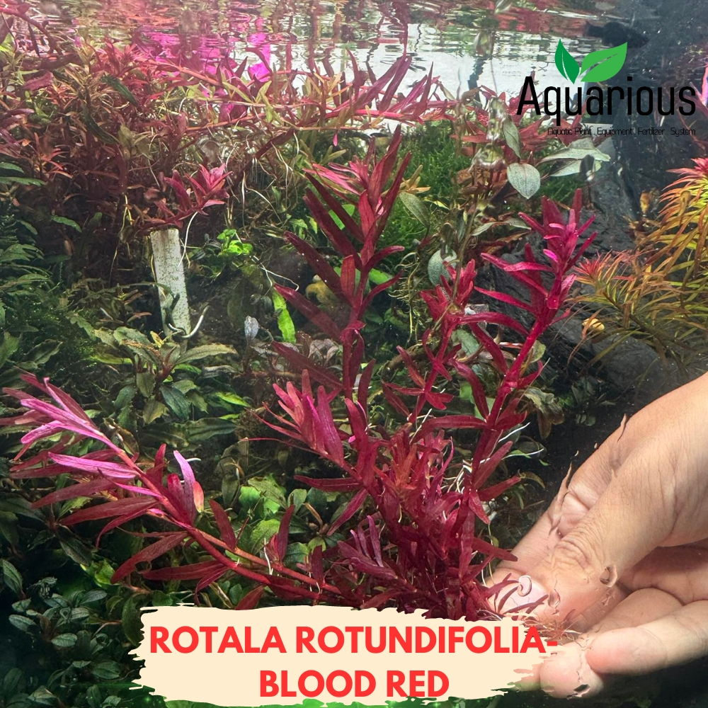 Rotala rotundifolia "Blood Red" ( โรทาล่า บรัดเรด ) ไม้น้ำข้อสีแดงสดเข้ม เหมือนชื่อ