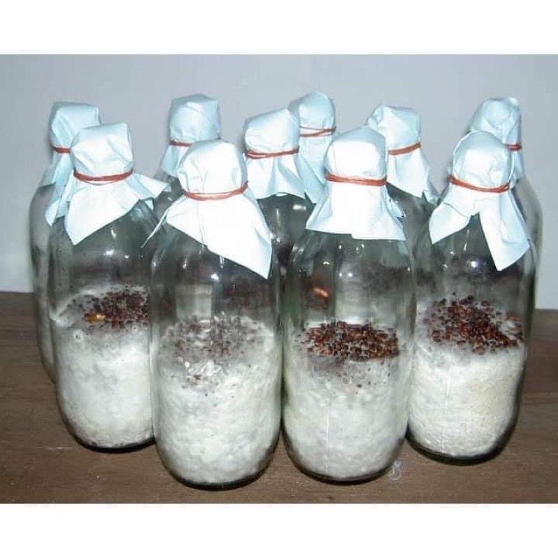 เชื้อเห็ด เม็ดข้าวฟ่าง ออกดก ดอกใหญ่ นางฟ้าภูฐาน นางรมเทา ขอนดำ