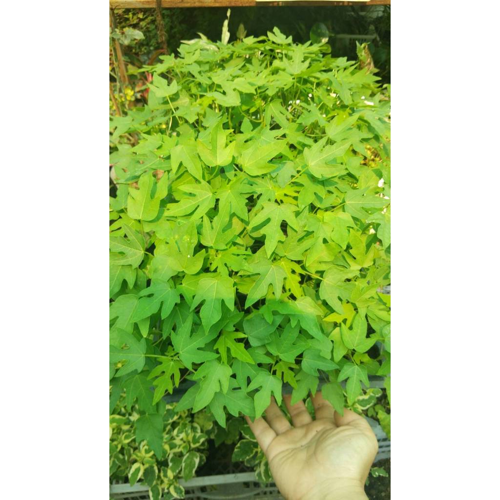 ต้นกล้า มะละกอฮอลแลนด์ ต้นละ 12บาท ซื้อ 10แถม 2ต้น พร้อมปลูก ทานสุกได้ หวานอร่อยมาก ส่งแบบห่อตุ้มส่ง - รูปที่ 2