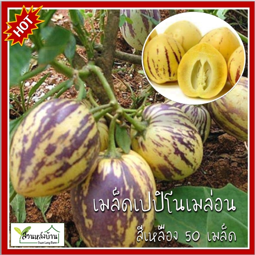 50 เมล็ด เปปปิโนสีเหลือง  เปปิโนเมล่อนสีเหลือง Yellow Pepino Melon เมล็ดเปปปิโนสีเหลือง