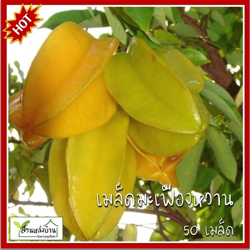 50 เมล็ด มะเฟืองหวาน มะเฟือง เมล็ดมะเฟืองหวาน เมล็ดมะเฟือง เมล็ดพันธุ์มะเฟือง เฟือง สะบือ