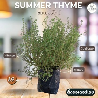 ต้นซัมเมอร์ไทม์ Summer Thyme  #ไทม์ #สมุนไพรฝรั่ง