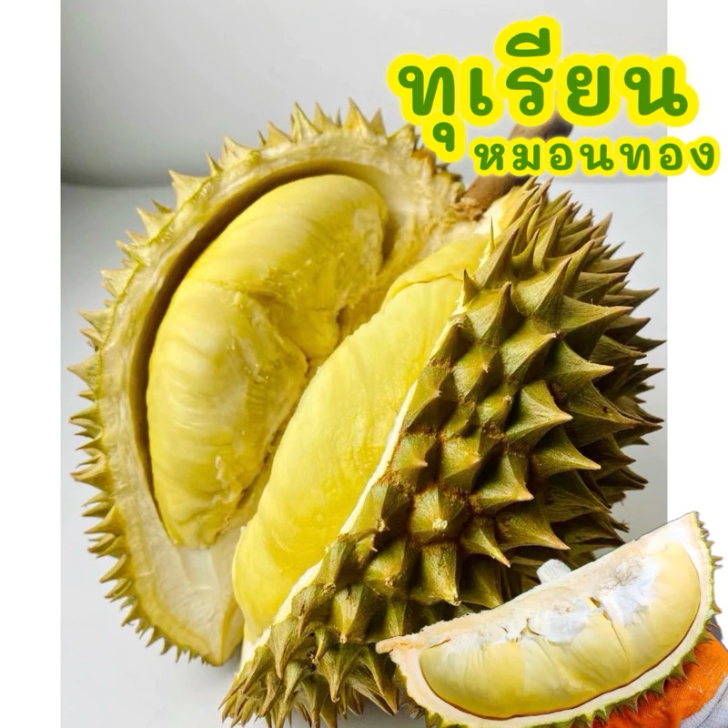 💛 ทุเรียนหมอนทอง ส่งฟรี (มีโค้ดลด40%ในไลฟ์)