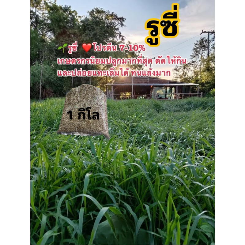 รูซี่ ขนาด 1 กก. คัดพิเศษเกรดส่งออก พร้อมปลูก